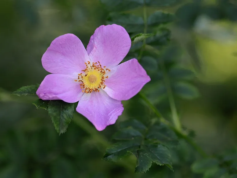 Virginia rose (Rosa virginiana) in flower