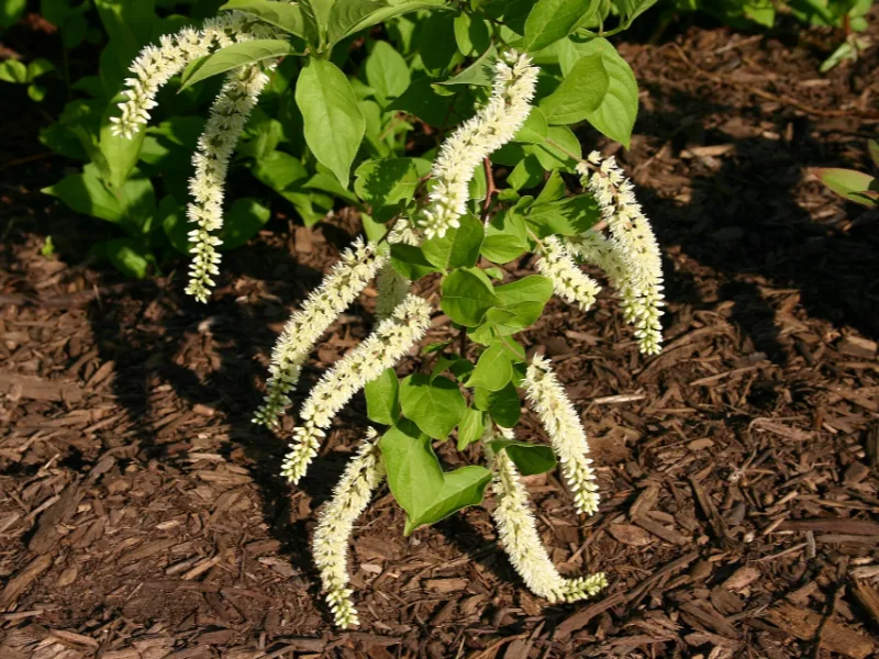 Virginia sweetspire (Itea virginica) in flower