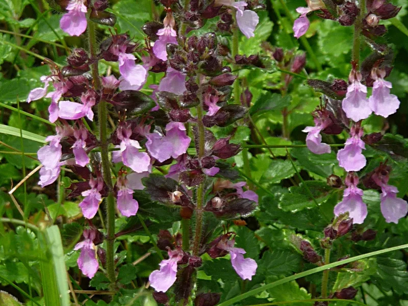 Wall germander (Teucrium chamaedrys) in flower