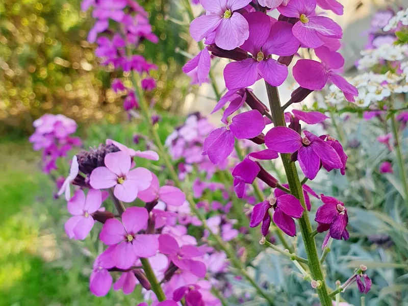 Wallflower 'Bowles's Mauve' (Erysimum 'Bowles's Mauve') in flower