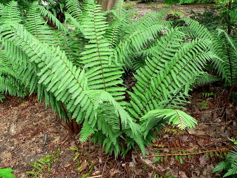 Wallich's wood fern (Dryopteris wallichiana)