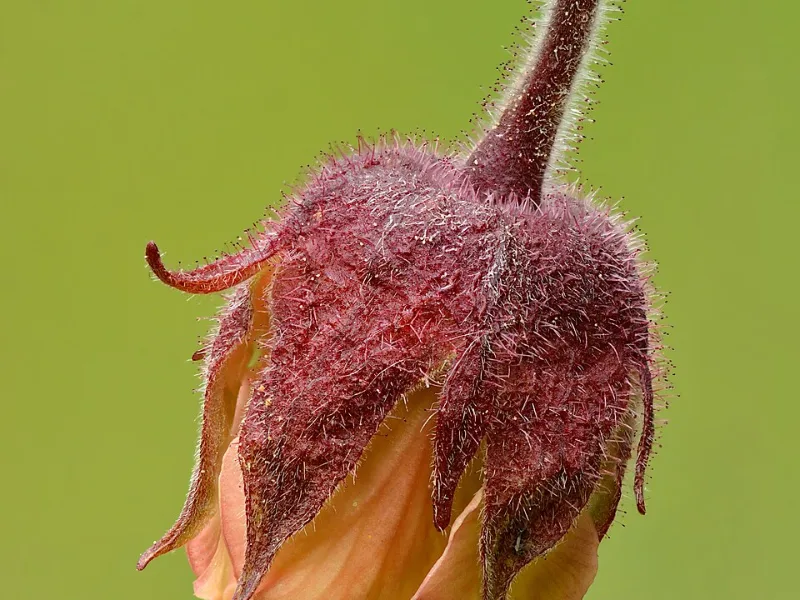 Water avens (Geum rivale) in flower
