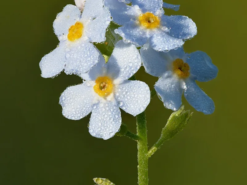 Water forget-me-not (Myosotis scorpioides) in flower