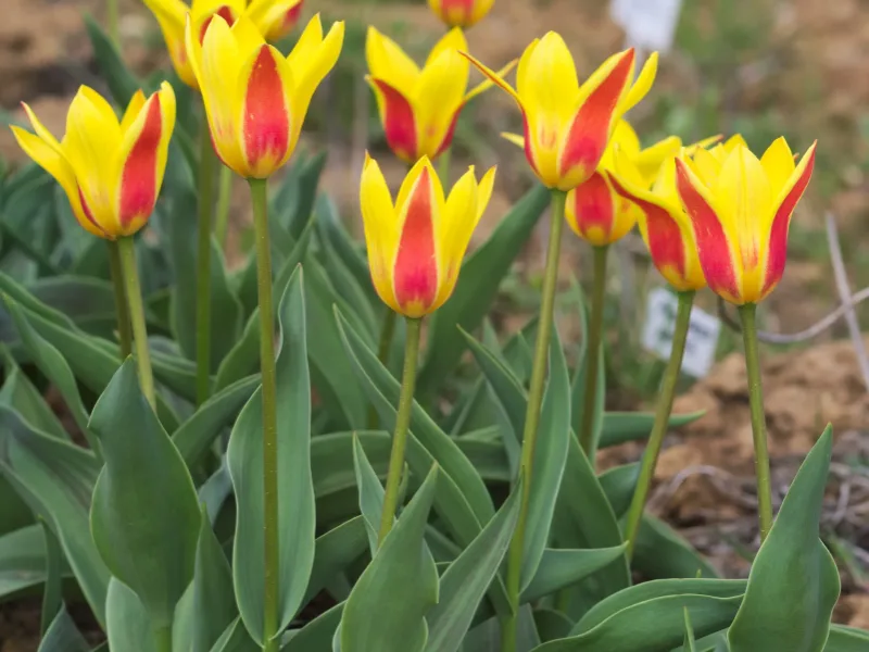 Waterlily tulip (Tulipa kaufmanniana) in flower