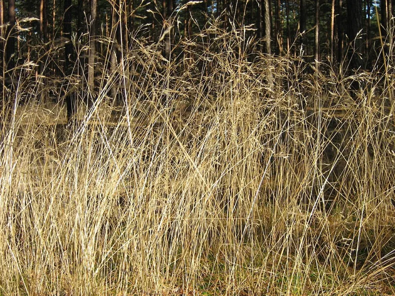 Wavy hair grass (Deschampsia flexuosa) in flower