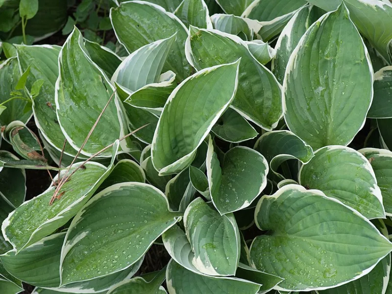 White-margined wavy hosta (Hosta undulata 'Albomarginata')