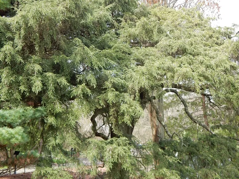 Weeping Canadian hemlock (Tsuga canadensis 'Pendula')