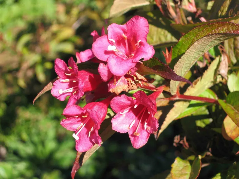 Weigela 'Red Prince' (Weigela 'Red Prince') in flower