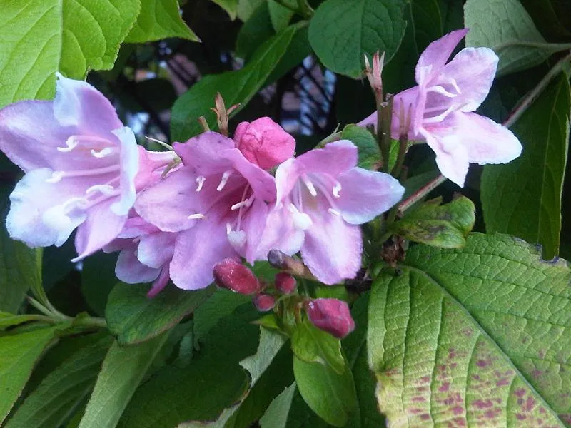 Weigela 'Sonic Bloom Pink' (Weigela florida 'Bokrasopin' (Sonic Bloom Pink)) in flower