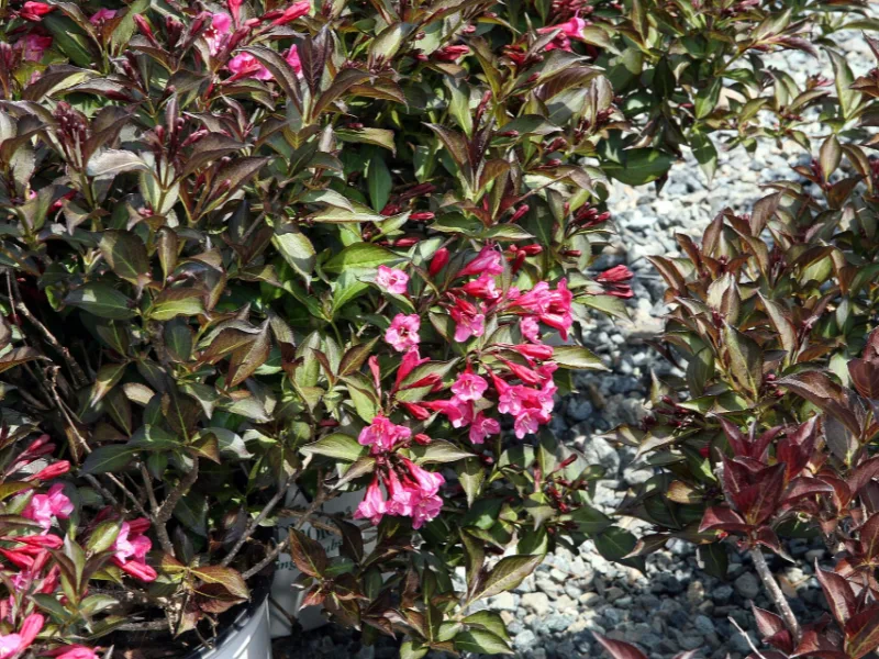 Weigela 'Wine & Roses' (Weigela florida 'Wine & Roses') in flower