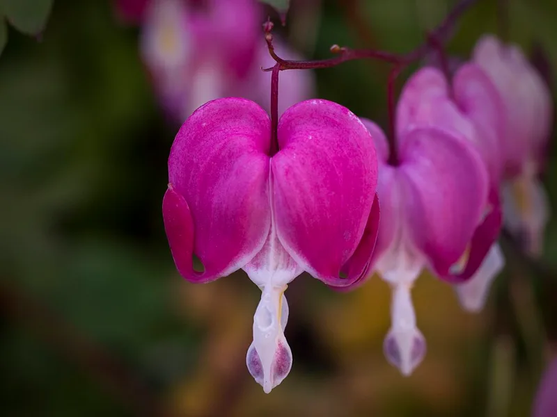 Western bleeding heart (Dicentra formosa) in flower
