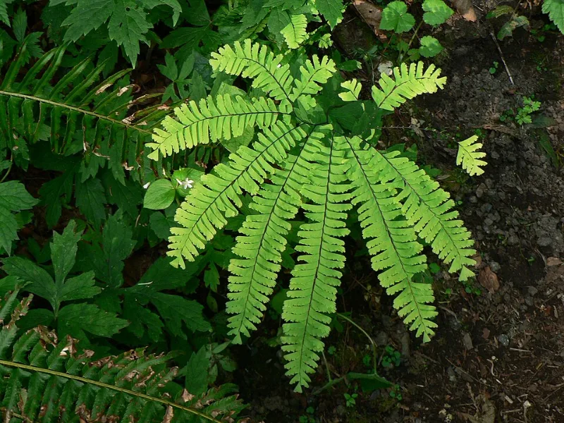 Western maidenhair fern (Adiantum aleuticum)