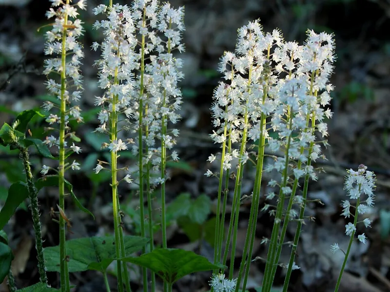 Wherry's foamflower (Tiarella cordifolia var. collina) in flower