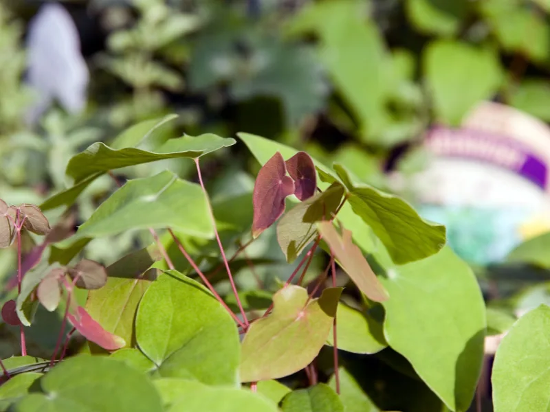 White barrenwort 'Niveum' (Epimedium x youngianum 'Niveum') in flower