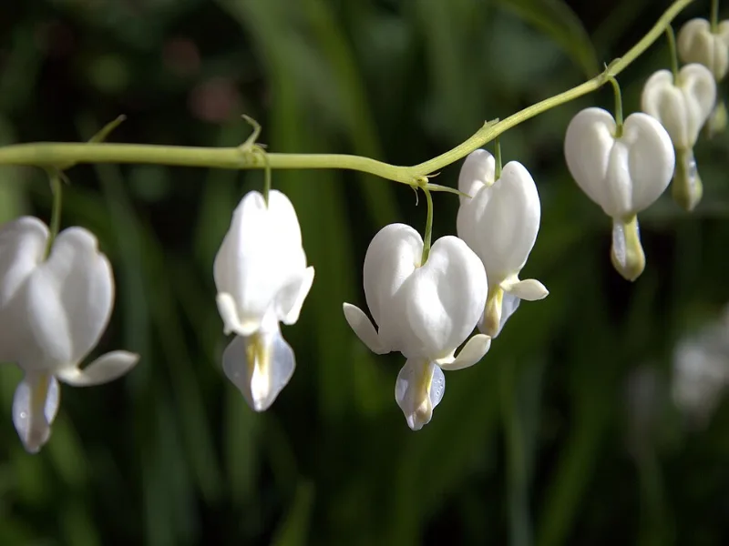 White bleeding heart (Lamprocapnos spectabilis 'Alba') in flower