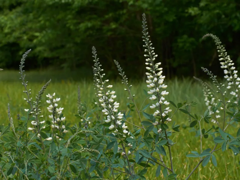 White false indigo (Baptisia alba) in flower