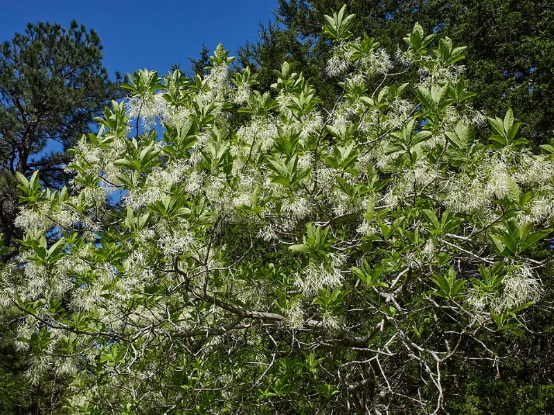 White fringe tree (Chionanthus virginicus) in flower