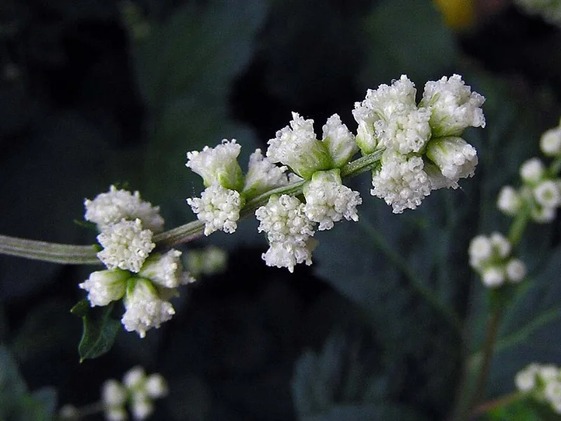 White mugwort (Artemisia lactiflora) in flower