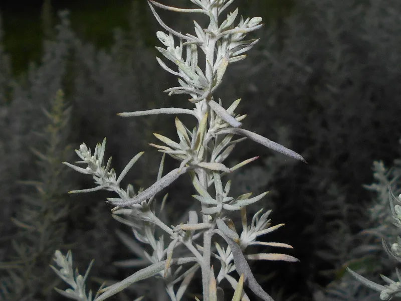 White sage 'Silver King' (Artemisia ludoviciana 'Silver King')