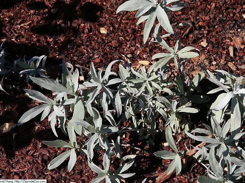 White sage 'Valerie Finnis' (Artemisia ludoviciana 'Valerie Finnis')