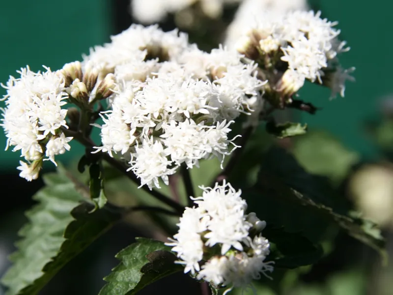 White snakeroot 'Chocolate' (Ageratina altissima 'Chocolate') in flower