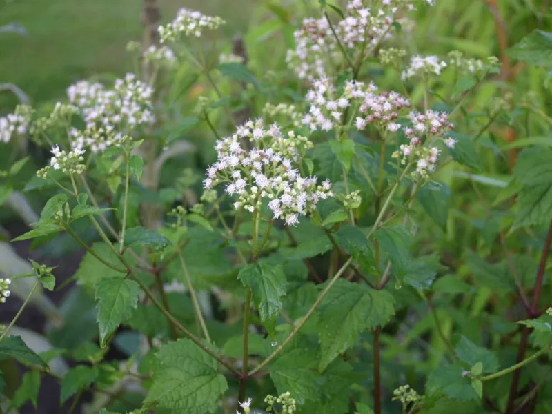 White snakeroot (Ageratina altissima) in flower