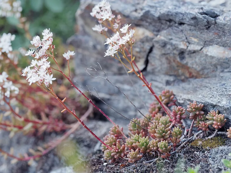 White stonecrop 'Coral Carpet' (Sedum album 'Coral Carpet') in flower