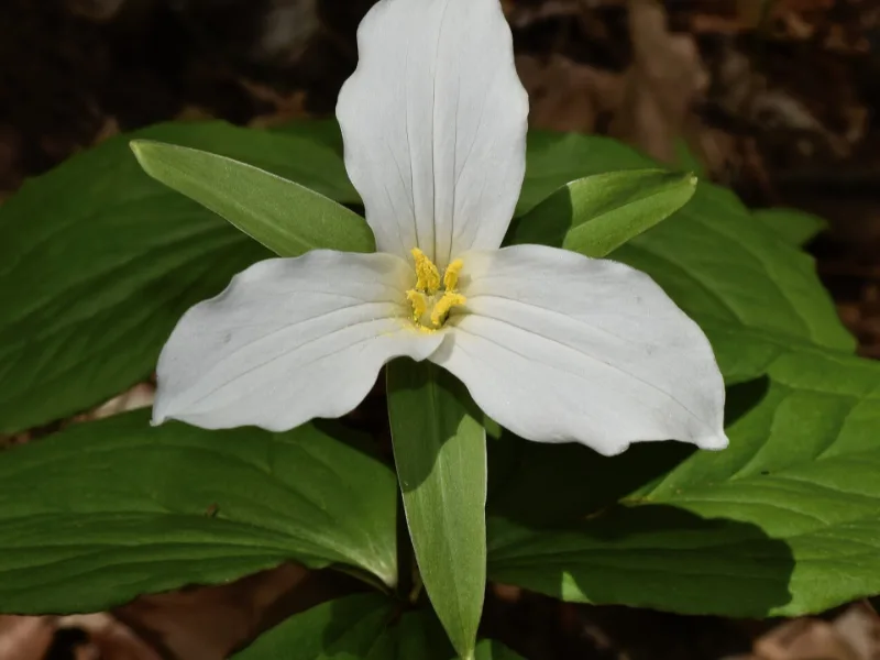 White trillium (Trillium grandiflorum) in flower
