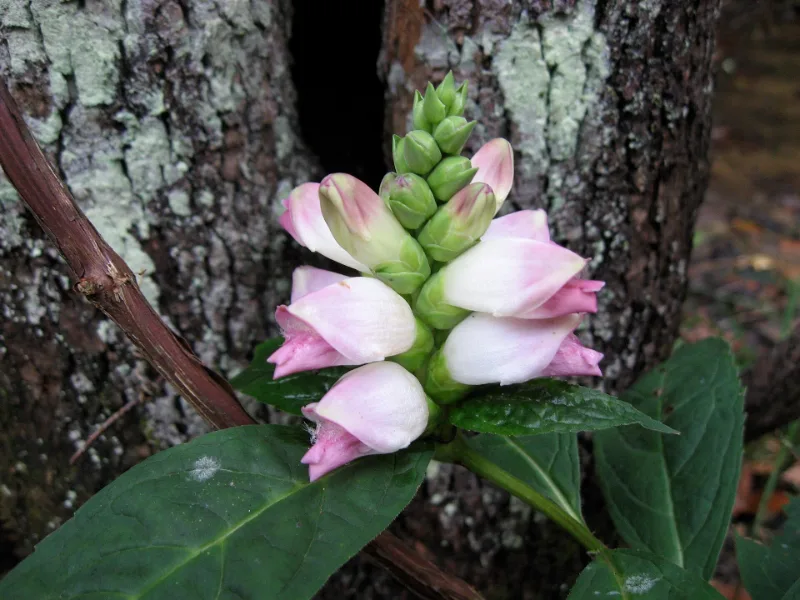 White turtlehead (Chelone glabra) in flower