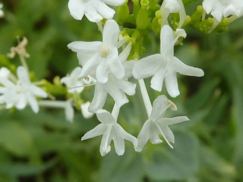 White valerian (Centranthus ruber 'Albus') in flower