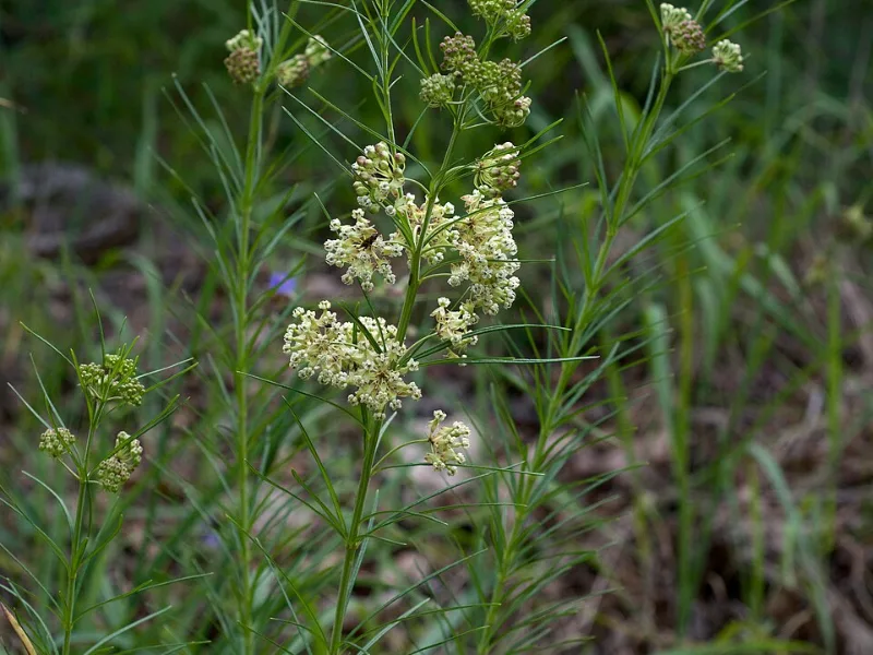 Whorled milkweed (Asclepias verticillata) in flower