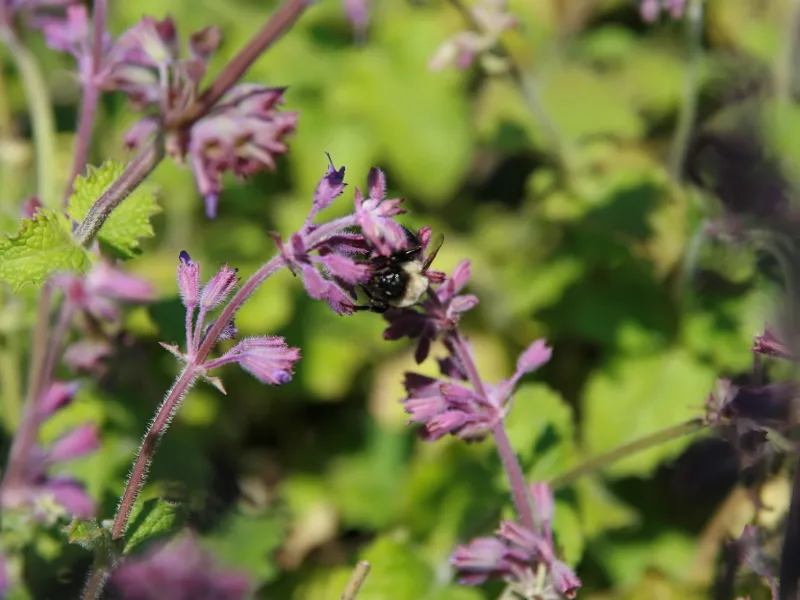 Whorled sage 'Purple Rain' (Salvia verticillata 'Purple Rain') in flower