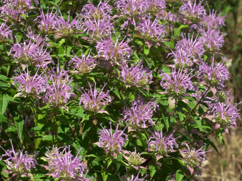 Wild bergamot (Monarda fistulosa) in flower