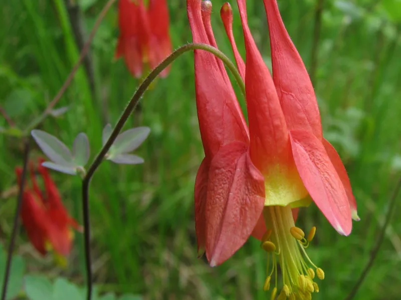 Wild columbine (Aquilegia canadensis) in flower