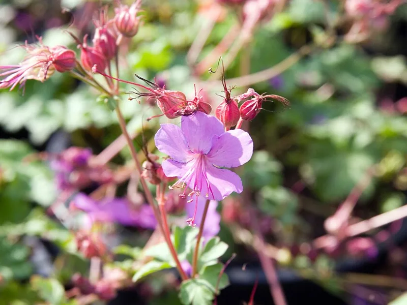 Wild geranium 'Espresso' (Geranium maculatum 'Espresso') in flower