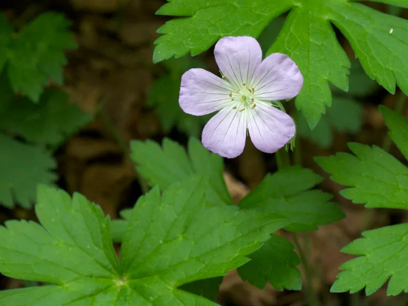 Wild geranium (Geranium maculatum) in flower
