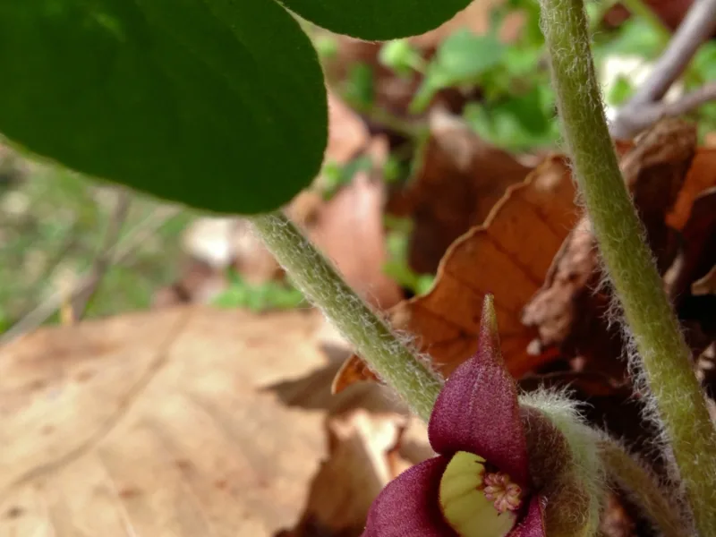 Wild ginger (Asarum canadense)