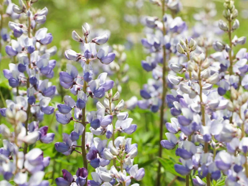 Wild lupine (Lupinus perennis) in flower