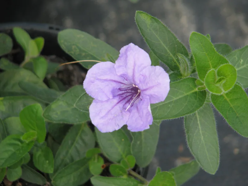 Wild petunia (Ruellia humilis) in flower