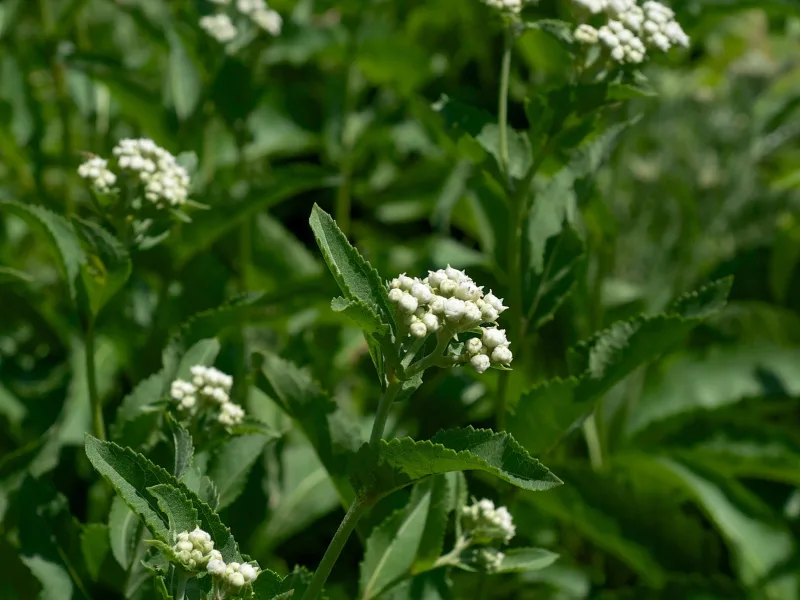 Wild quinine (Parthenium integrifolium) in flower