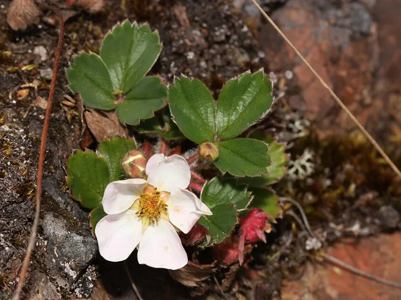 Wild strawberry (Fragaria virginiana) in flower