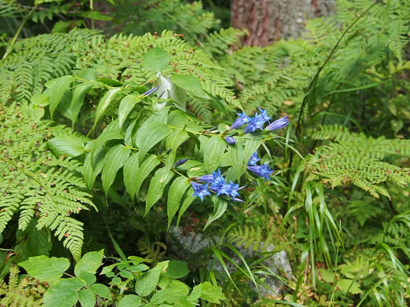 Willow gentian (Gentiana asclepiadea) in flower
