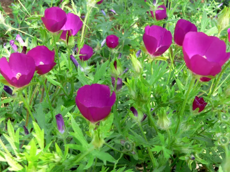 Winecups (Callirhoe involucrata) in flower