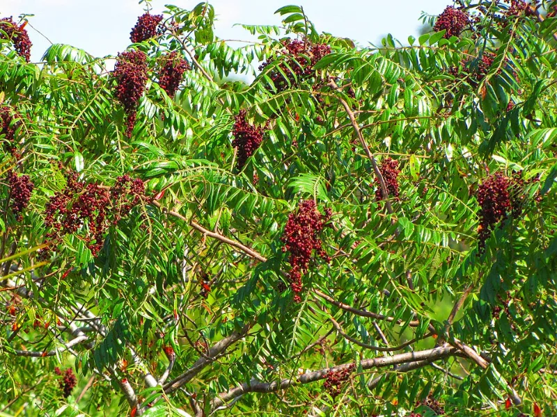 Winged sumac (Rhus copallinum) in flower