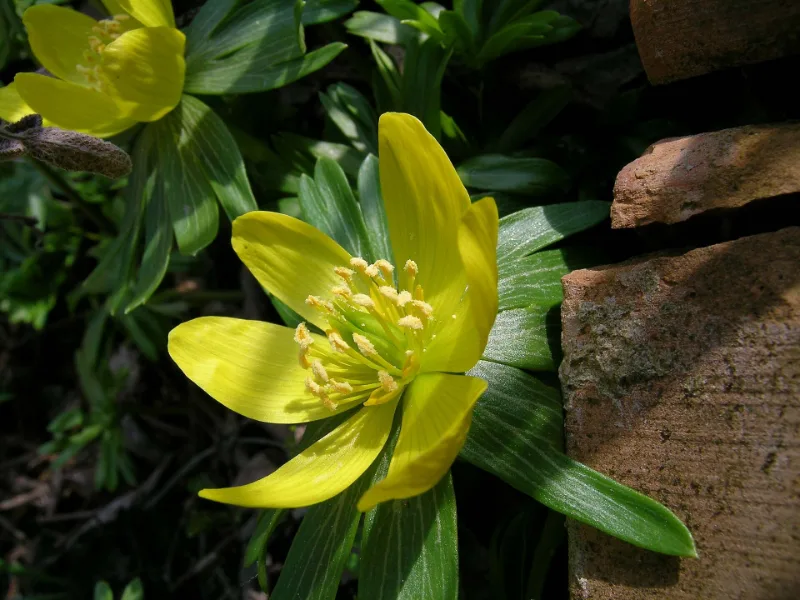 Winter aconite (Eranthis hyemalis) in flower