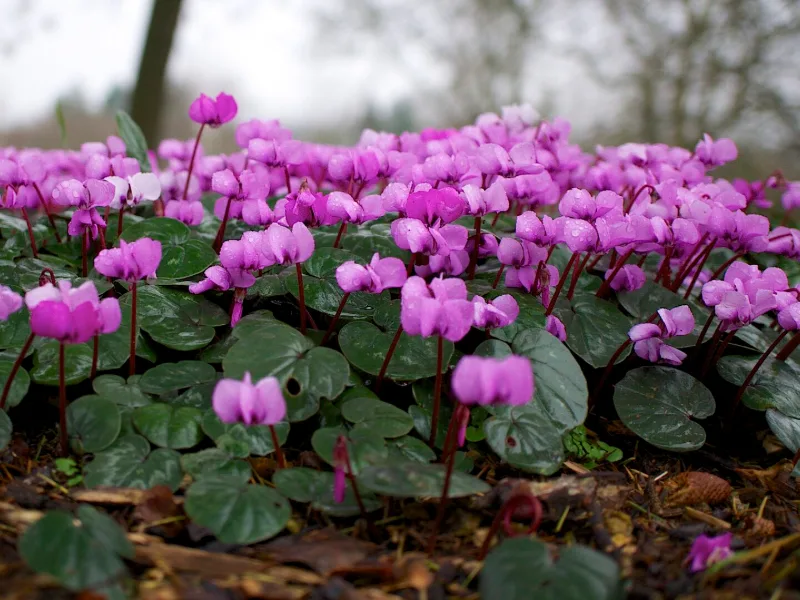 Winter cyclamen (Cyclamen coum) in flower