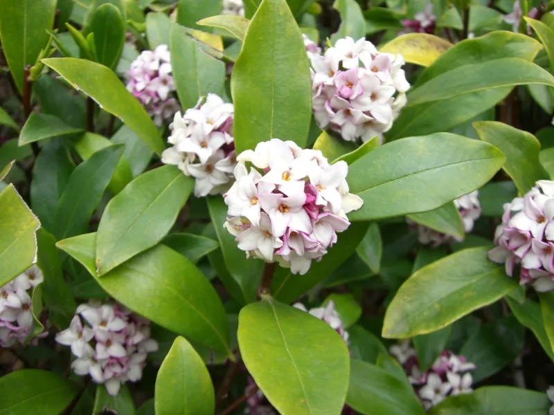 Winter daphne (Daphne odora) in flower