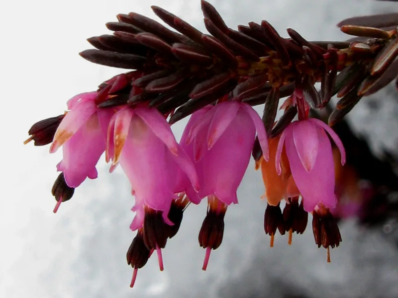 Winter heath (Erica carnea) in flower