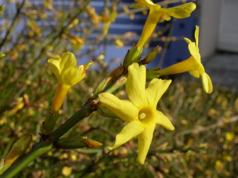 Winter jasmine (Jasminum nudiflorum) in flower