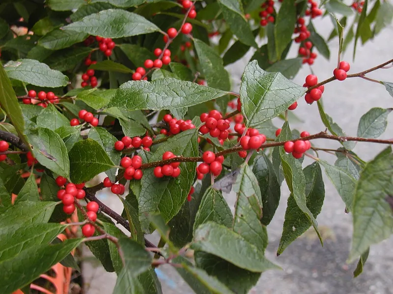 Winterberry 'Berry Poppins' (Ilex verticillata 'FARROWBPOP' (Berry Poppins)) in flower
